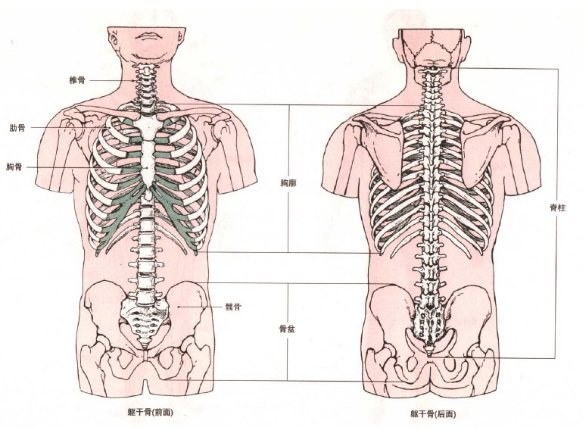 骨盆的位置和基本结构是什么样的