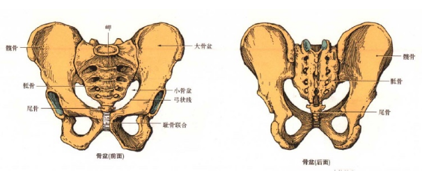 骨盆的位置和基本结构是什么样的