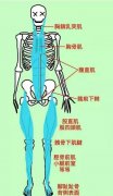 徒手整形培训浅析含胸驼背体态管理改善问题